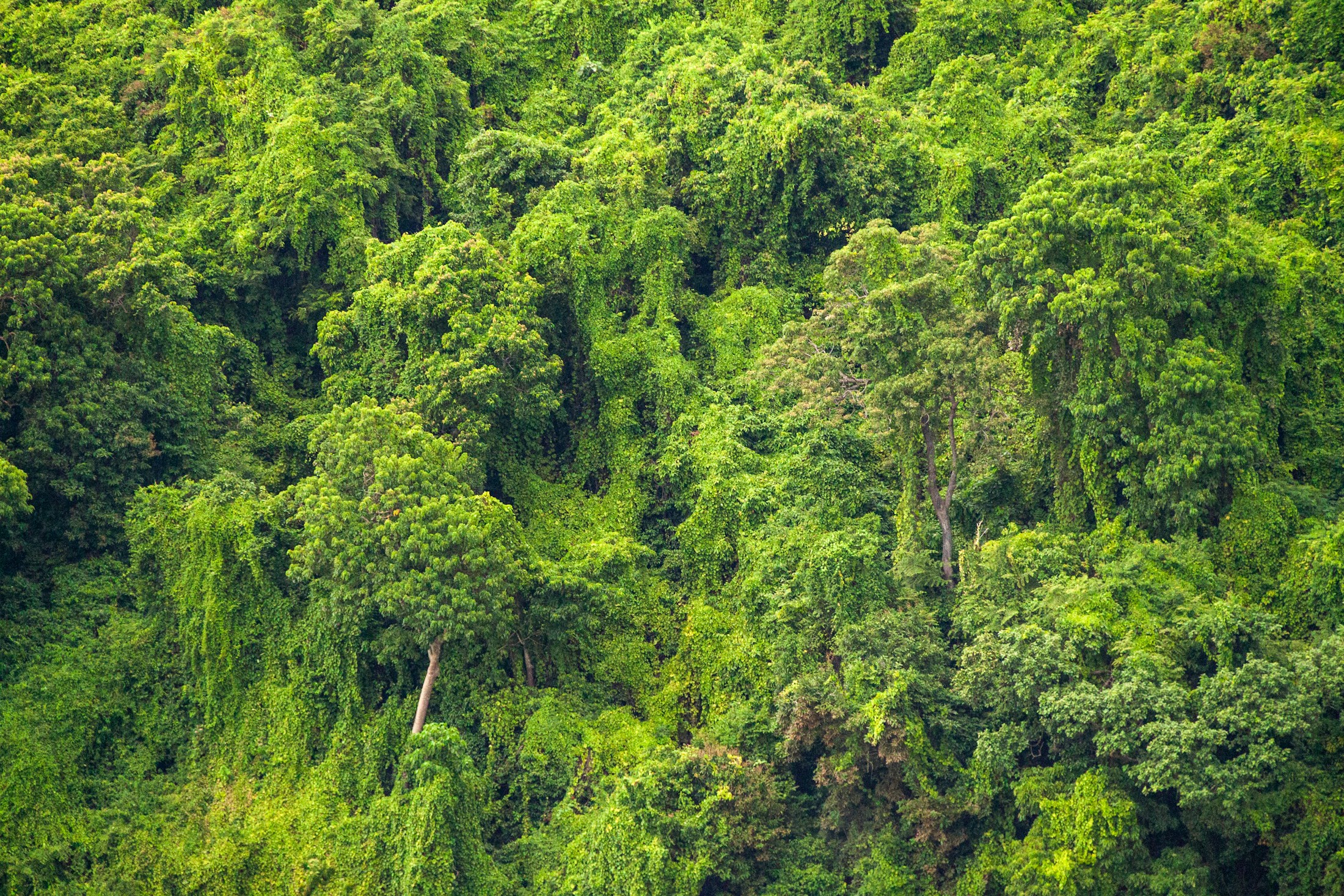 Lush green rainforest canopy