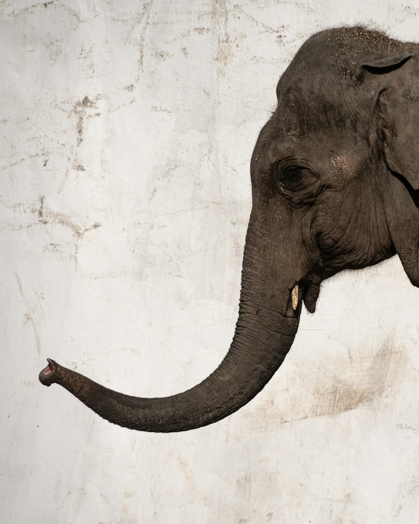 An elephant lifting its trunk