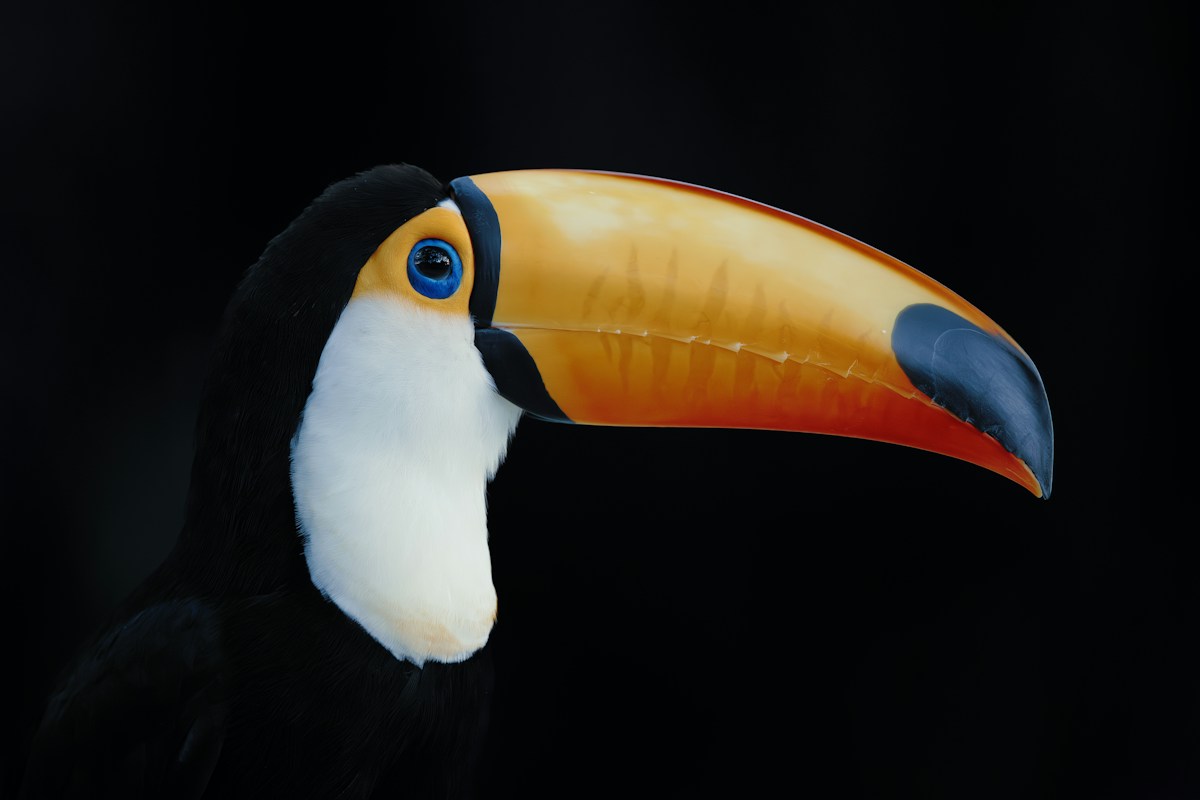 A toucan with a bright yellow beak against a dark background