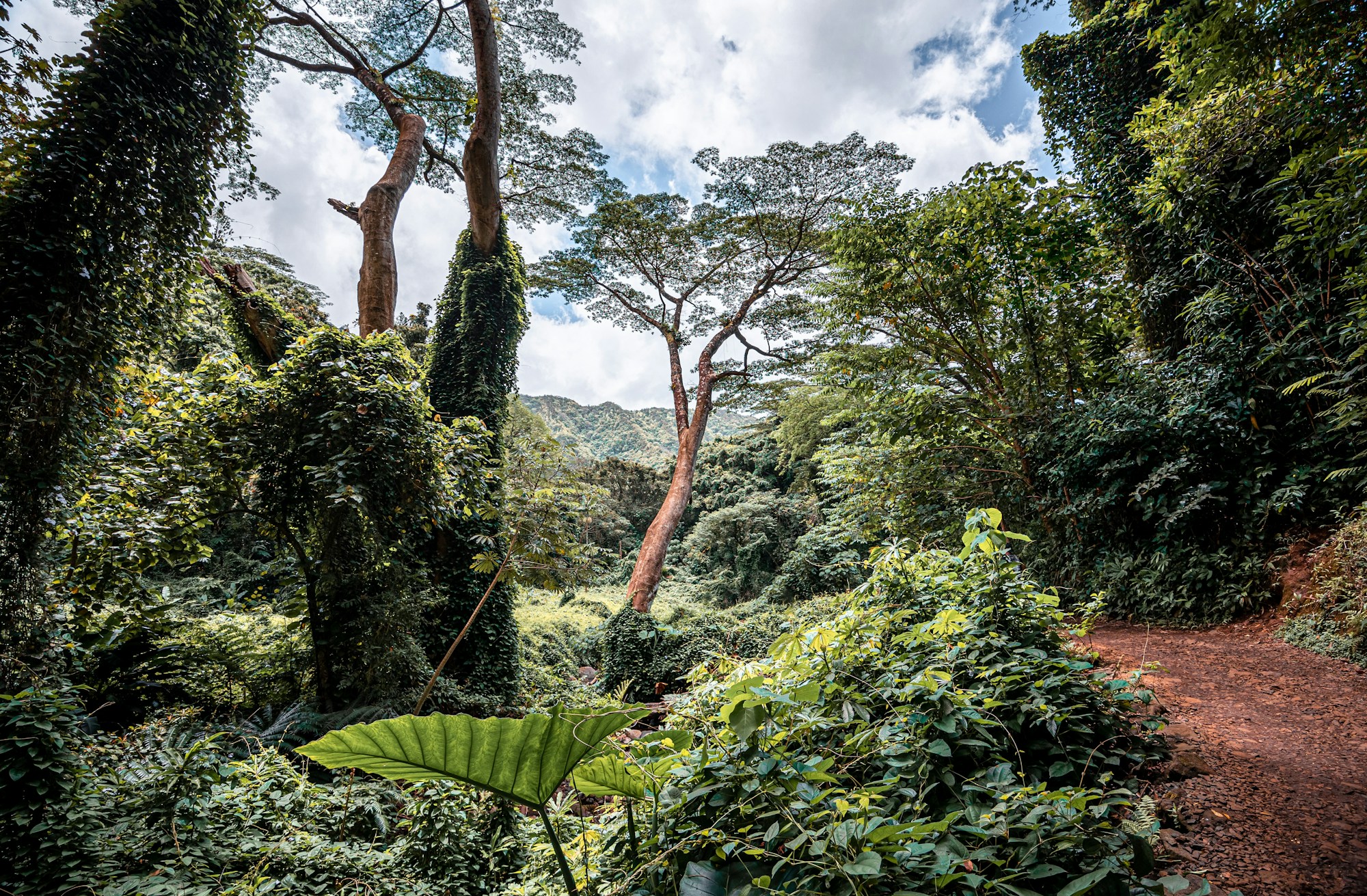 Dense tropical rainforest with towering trees